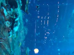 -亚特兰蒂斯•OSSIANO奥西亚诺海底餐厅