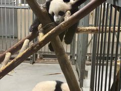 景点-成都大熊猫繁育研究基地