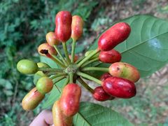 -火炉山森林公园