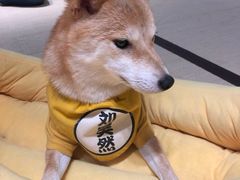 -逗柴咖啡屋·狗咖猫咖宠物桌游