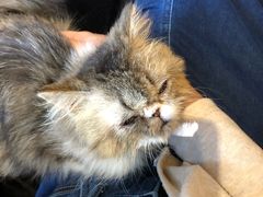 -more than meow吴止猫主题餐厅(承德 中船汇店)