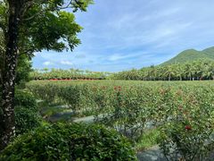 -亚龙湾国际玫瑰谷