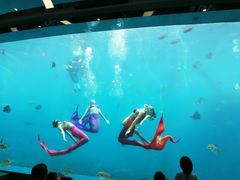 -瑞德姆美人鱼海底演艺主题餐厅(亚龙湾店)
