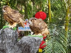 -广州长隆飞鸟乐园