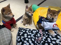 -逗柴咖啡屋·狗咖猫咖宠物桌游