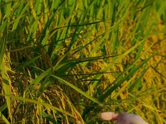 -光明小镇欢乐田园