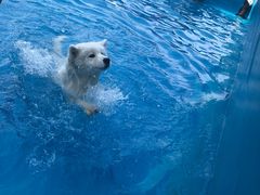 -帕帕拉兹宠物(亚洲旗舰店)