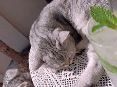 -猫友咖啡店(玉林西路店)