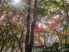 -秋霞圃