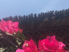 -亚龙湾国际玫瑰谷