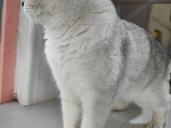 -喵屿·大理花园猫咖