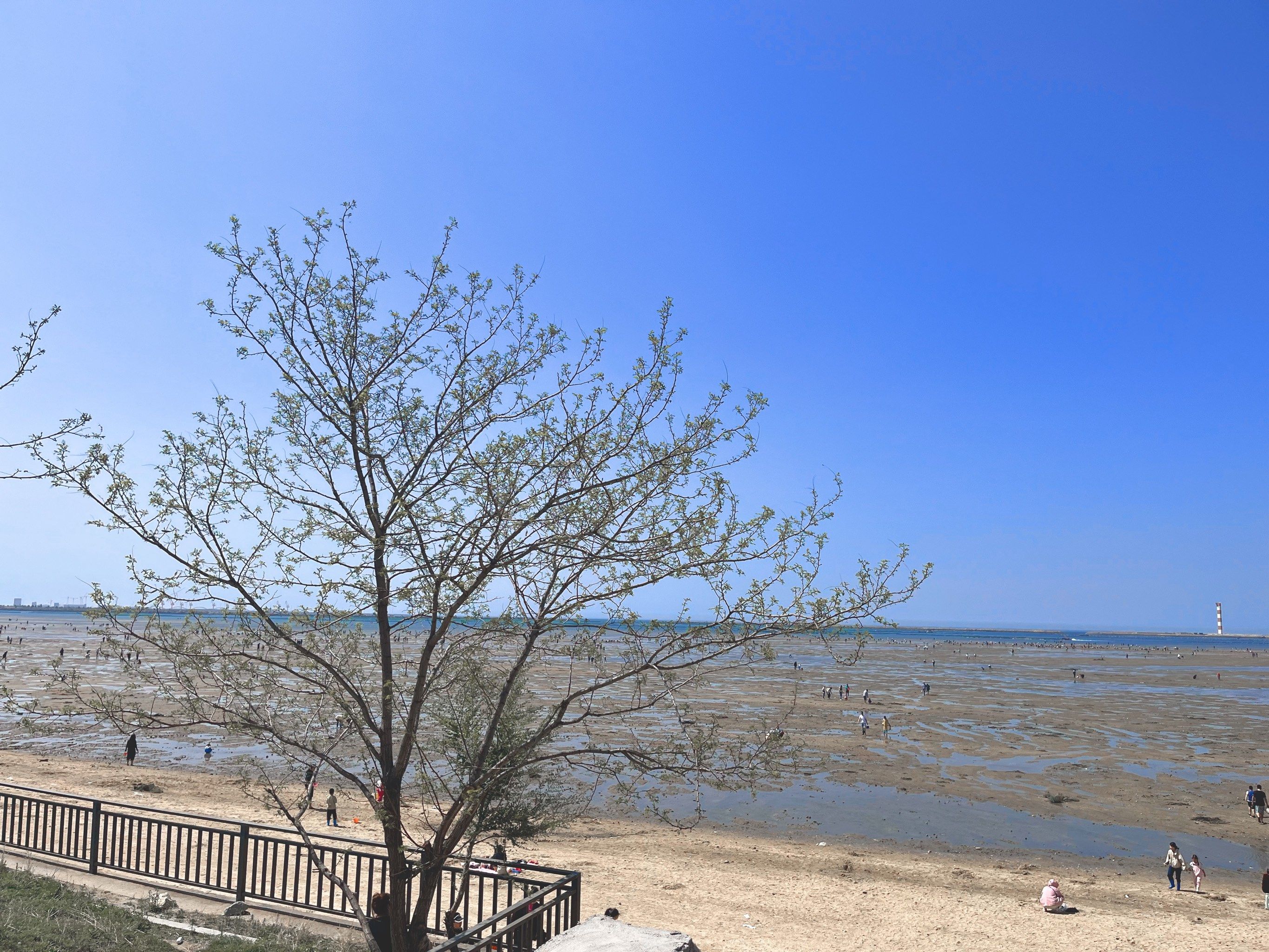 我用的是2024年营口鲅鱼圈潮汐表小程序.

想要赶海