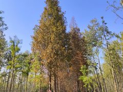 -合肥滨湖国家森林公园