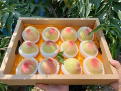 -老袁家蜜桃农场·阳山水蜜桃