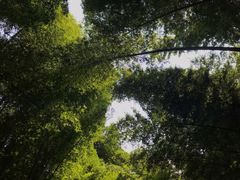 -缙云山景区