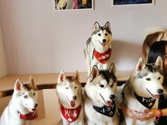 -Husky Go! 哈士奇体验馆·宠物咖啡厅狗咖