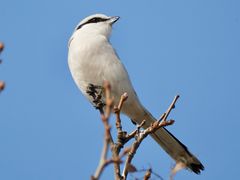 -鸿运楼烤鸭店(天桥店)