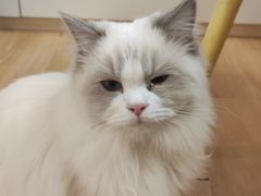 -猫咪派对(江南西店)