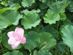 -厦门园林博览苑