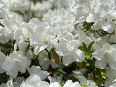 -上海滨江森林公园