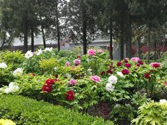 android_upload_pic-景山公园