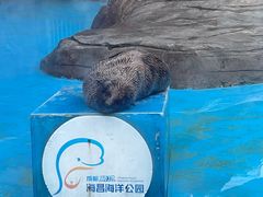 -海合安成都极地海洋公园