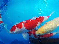 -海心沙亚运公园
