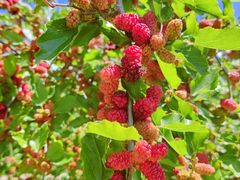 -清风小镇闯关东影视基地