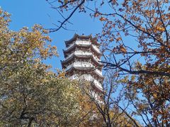 -莲花山花海