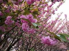 -高东镇樱花园
