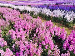 -天适樱花悠乐园