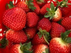 -田趣农庄草莓采摘园