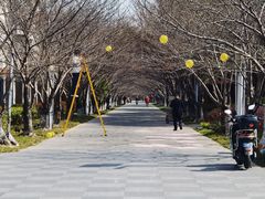 -高东镇樱花园