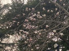 -麦当劳(文化西路店)
