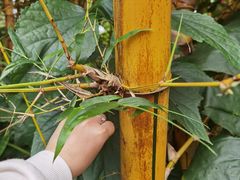 -海南热带野生动植物园