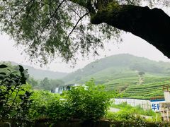 -十八棵（老龙井）御茶园(老龙井店)