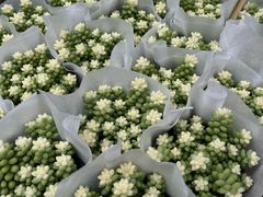 -龙大花卉苗木市场