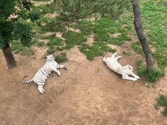 -西霞口神雕山野生动物世界