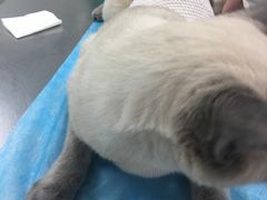 -康乐宝动物医院