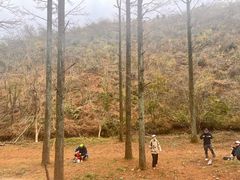 -四明山国家森林公园