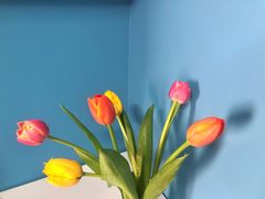 -大自然花鸟鱼虫市场