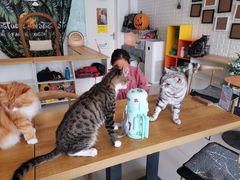 -平行世界·猫咖(首经贸店)
