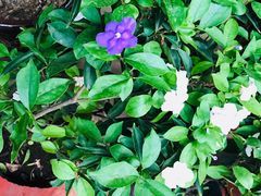 -秦美花卉(天朗·莱茵小城2期店)