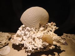 -亚龙湾中心广场·贝壳馆