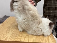 -有喵·猫咖·狗咖·30几只猫10只小狗(岗厦店)