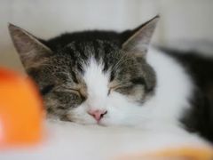 -猫咖时代(中山亭店)
