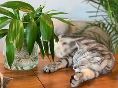 -Cappucimeow猫咪咖啡馆(韦伯时代店)