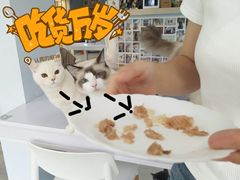 -喵的天空名猫咖啡馆·撸猫·猫舍·用品