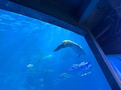 -海合安成都极地海洋公园