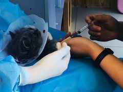 -纳吉亚猫专科动物医院博雅分院